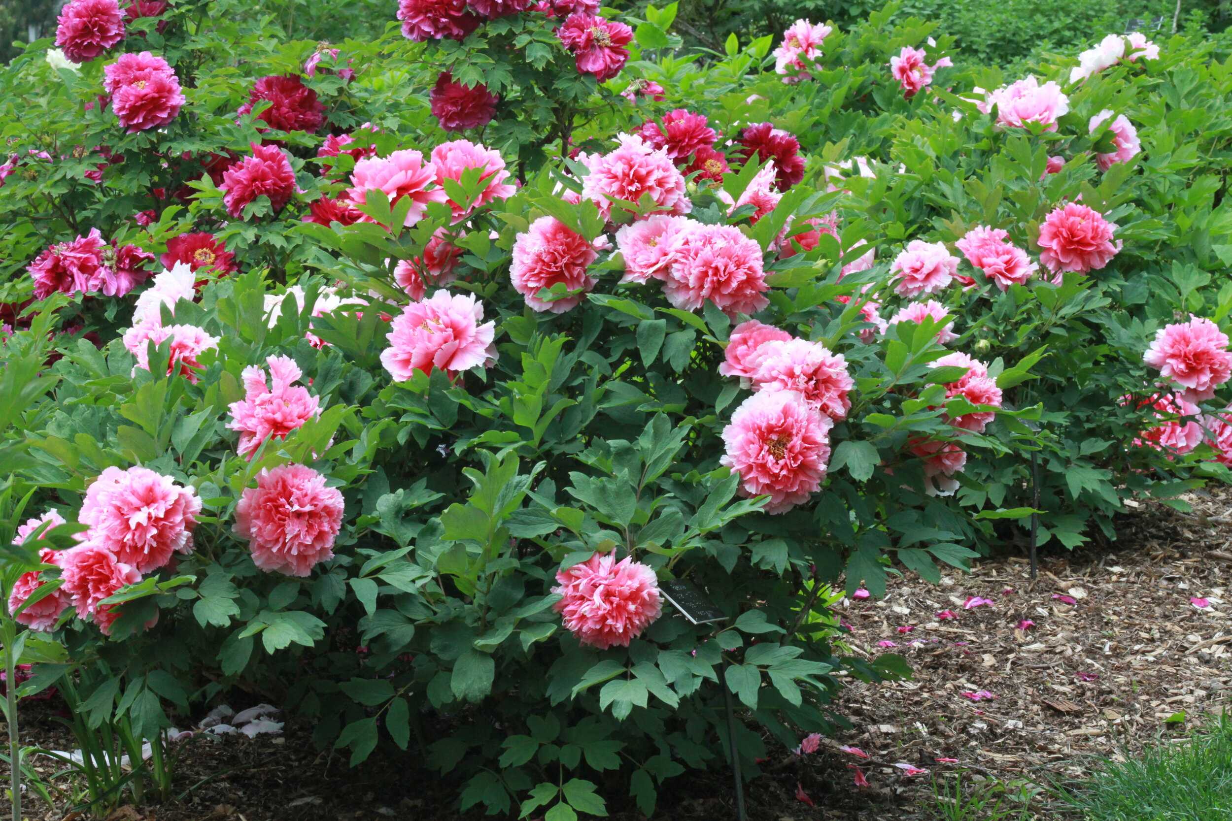 bridal shower peony